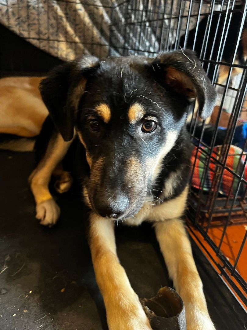 Lisa, a Adoptable mixed breed in Chula Vista, CA image 4/4