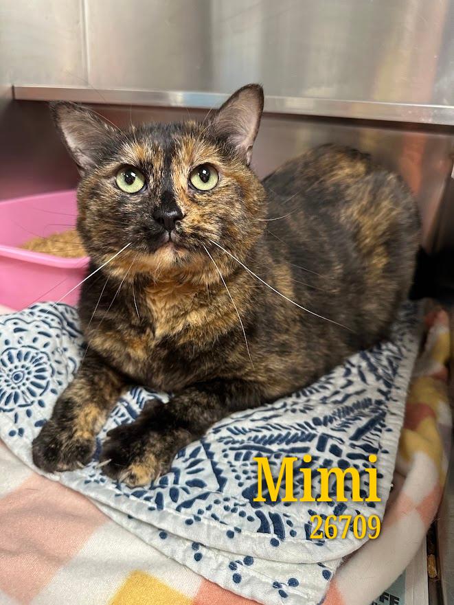 Mimi, an adopted Tortoiseshell in Oak Ridge, TN image 3/3
