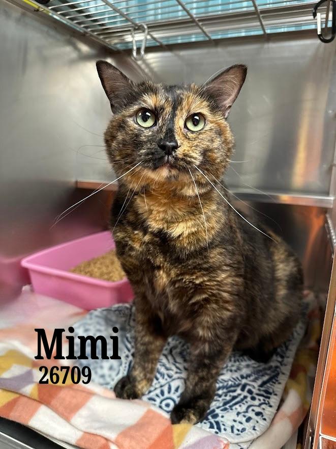 Mimi, an adopted Tortoiseshell in Oak Ridge, TN image 2/3