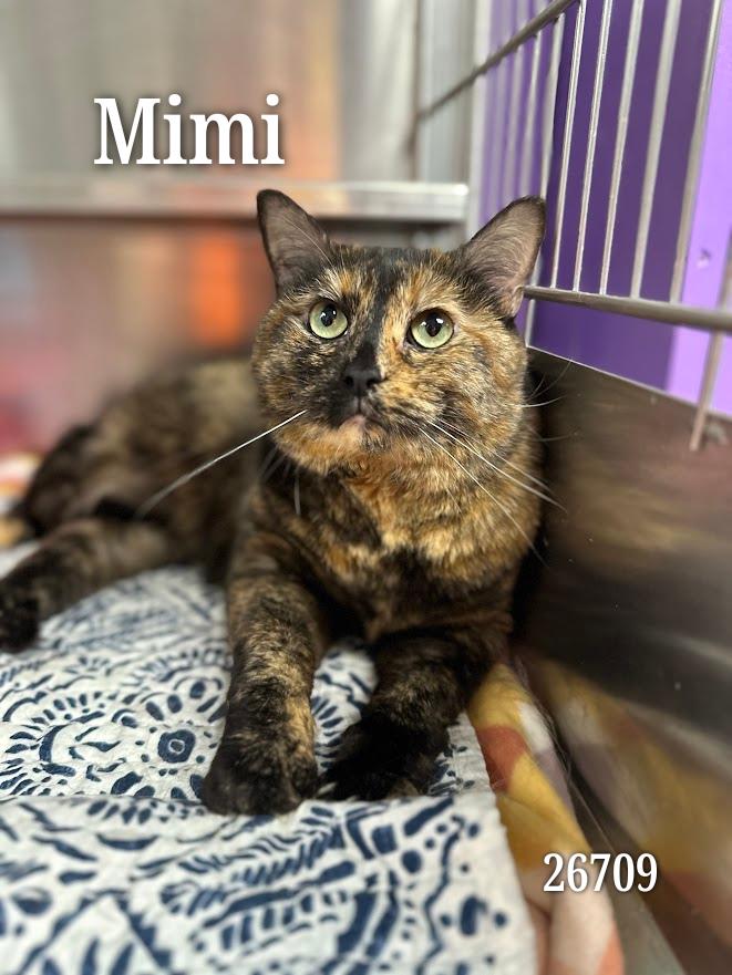 Mimi, an adopted Tortoiseshell in Oak Ridge, TN image 1/3
