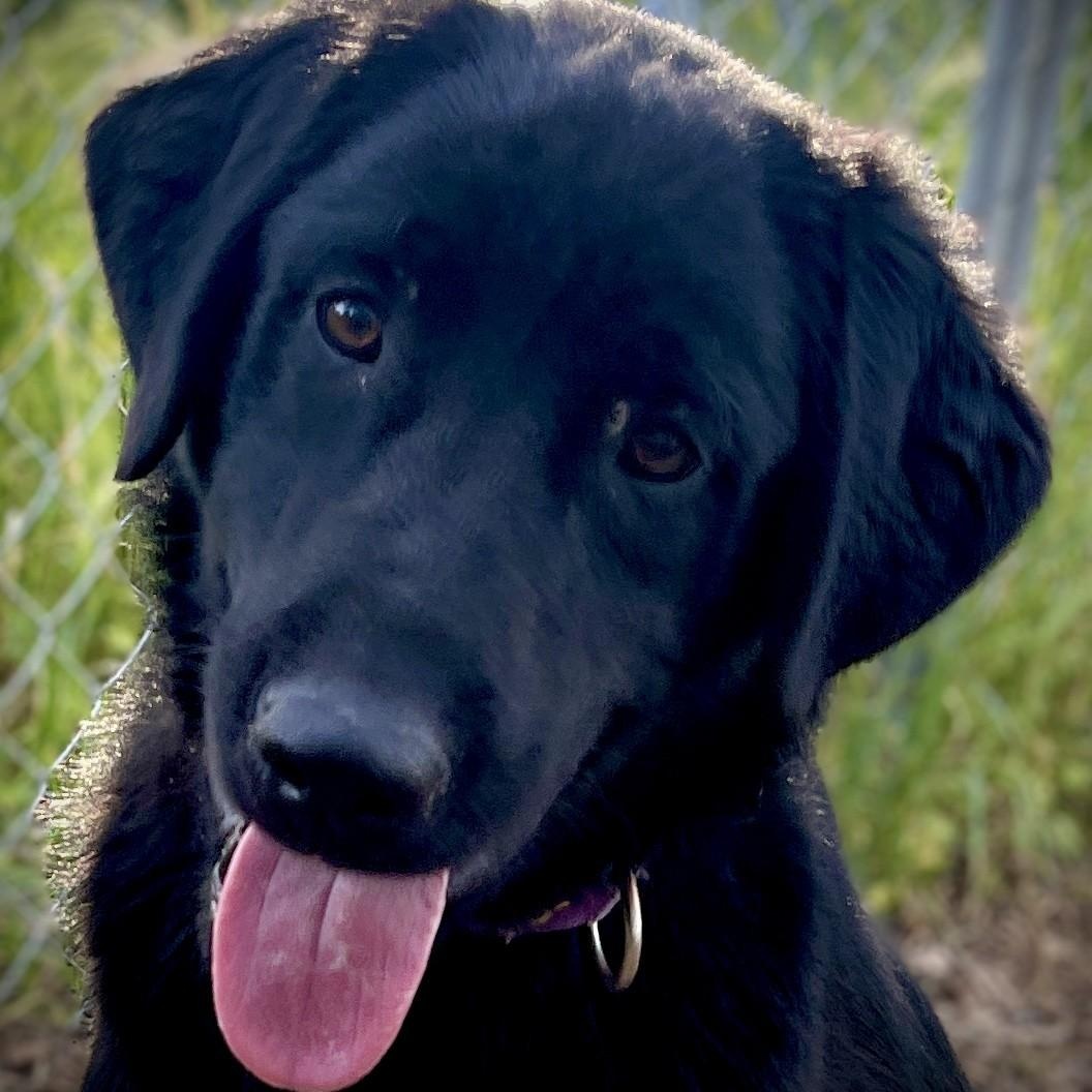 Enlarge Guiness, a ADOPTABLE mixed breed in San Andreas, CA image 1/4