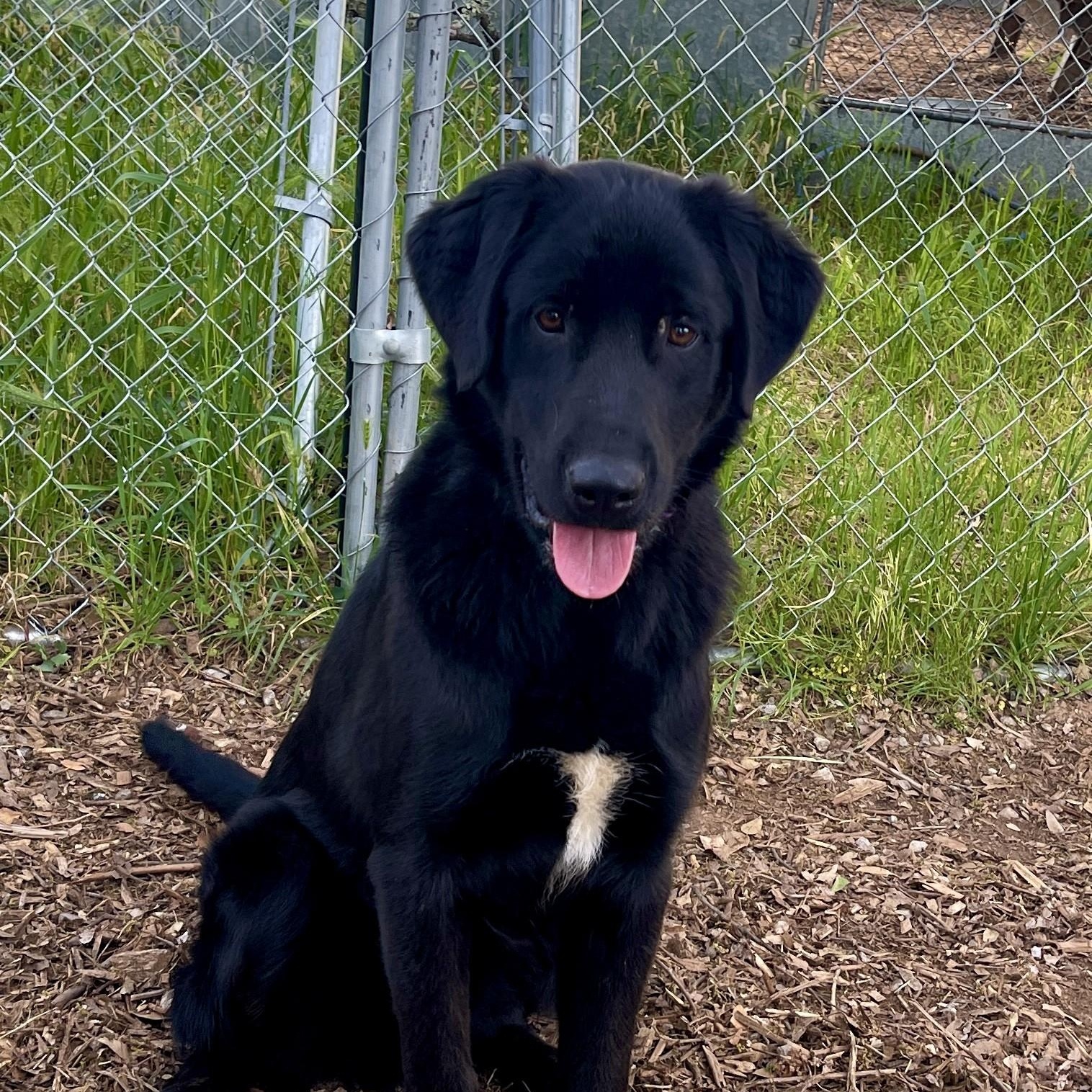 Enlarge Guiness, a ADOPTABLE mixed breed in San Andreas, CA image 3/4