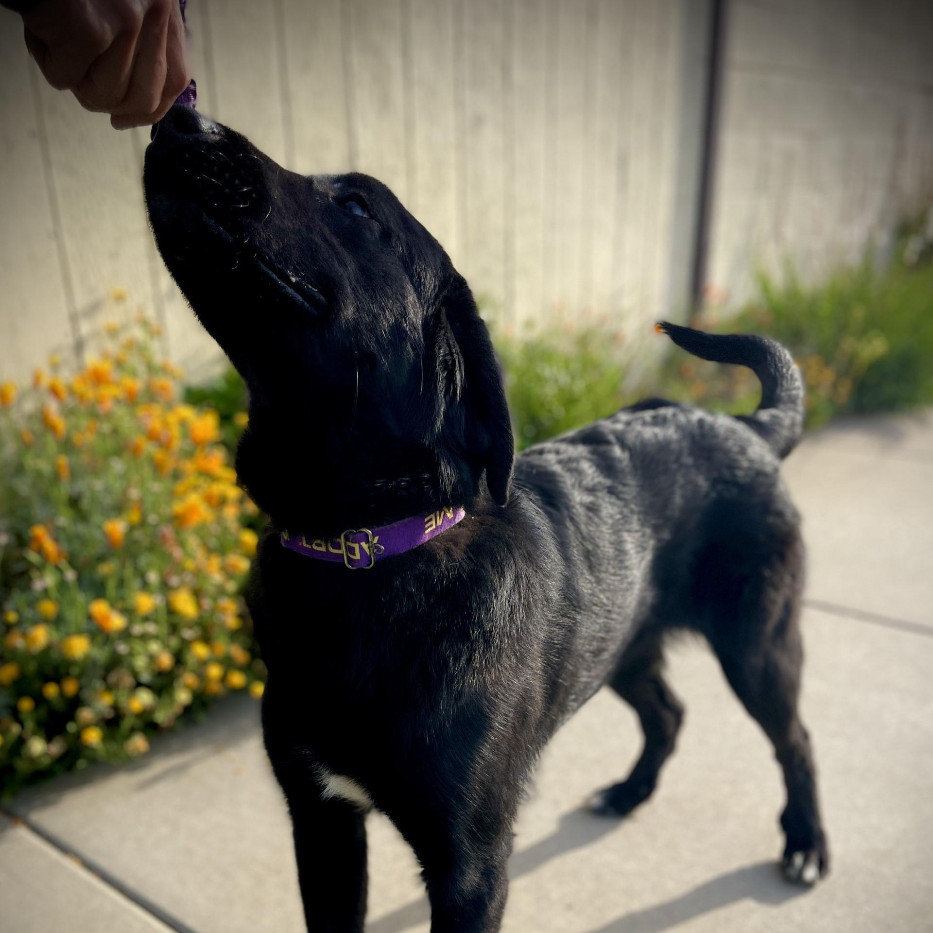 Enlarge Guiness, a ADOPTABLE mixed breed in San Andreas, CA image 2/4