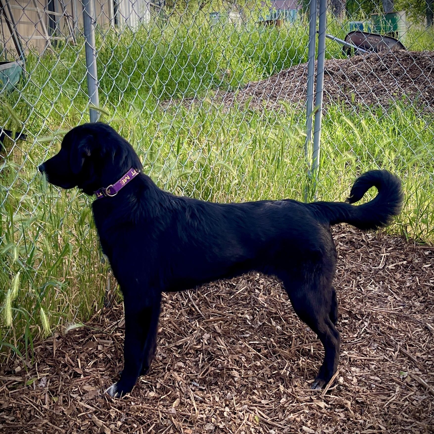 Enlarge Guiness, a ADOPTABLE mixed breed in San Andreas, CA image 4/4