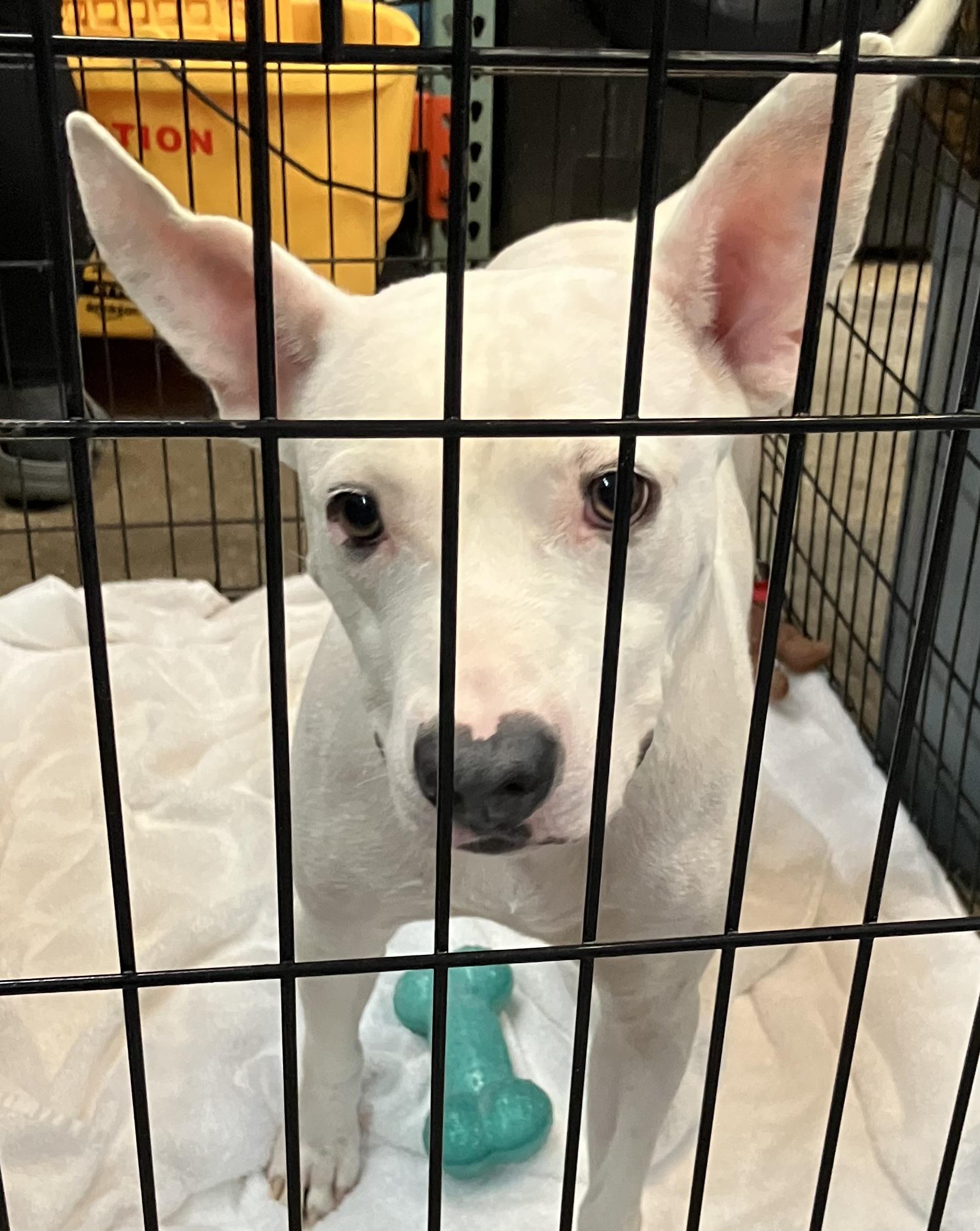 Emmy, Adoptable, Young Female Mixed Breed.