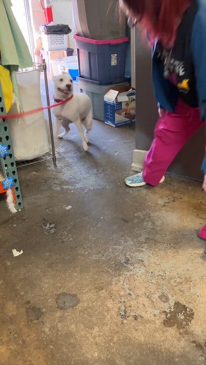 Enlarge Emmy, a Adoptable mixed breed in Parma, OH video 2/2