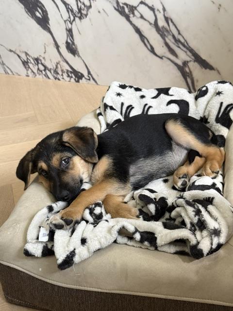 Enlarge Ruby, a Adoptable mixed breed in Oakville, ON image 5/6