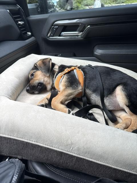 Enlarge Ruby, a Adoptable mixed breed in Oakville, ON image 4/6