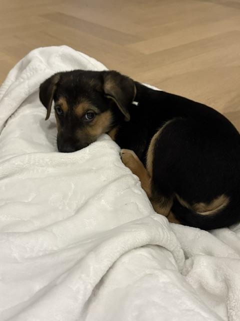 Enlarge Ruby, a Adoptable mixed breed in Oakville, ON image 6/6