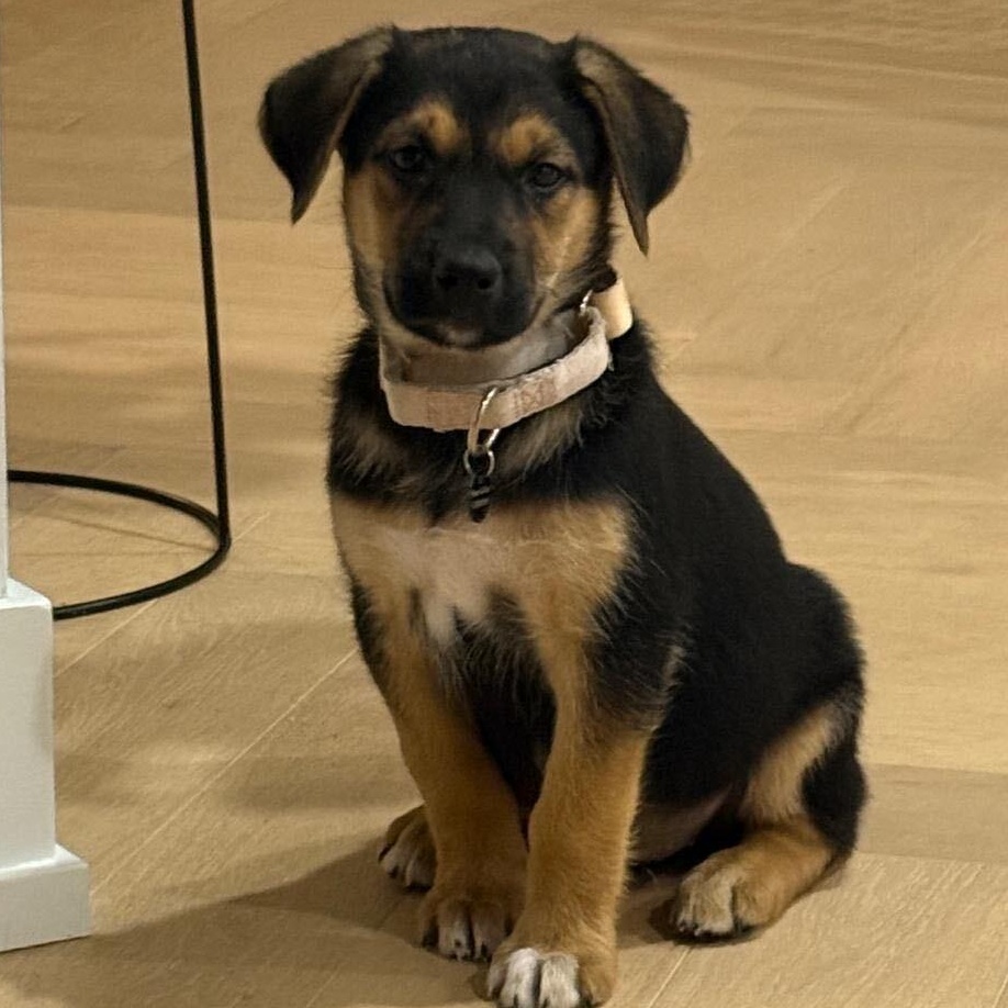 Ruby, Adoptable, Puppy Female Shepherd & Husky.
