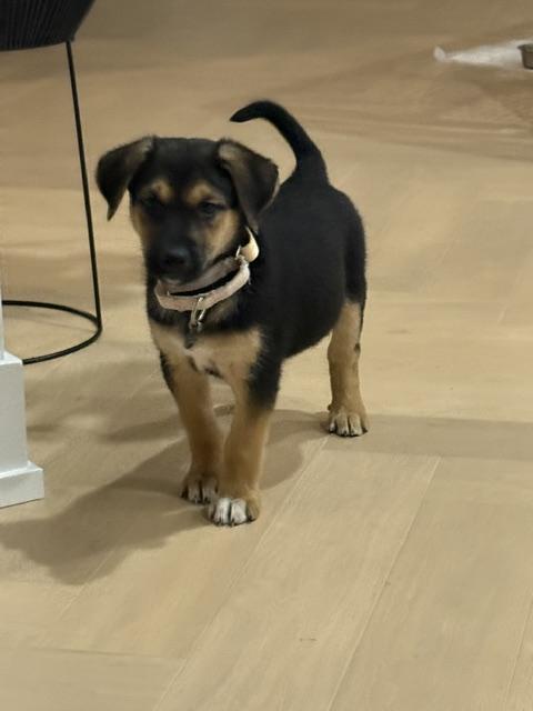 Enlarge Ruby, a Adoptable mixed breed in Oakville, ON image 2/6