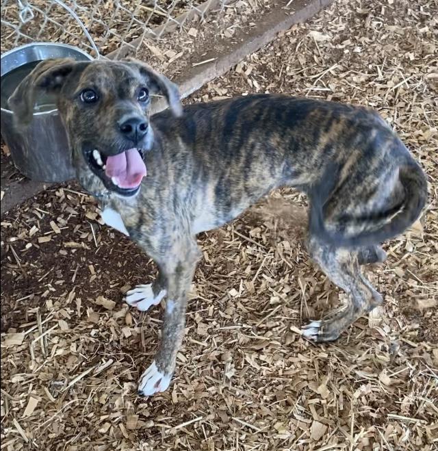 Enlarge Jazz, a Adoptable mixed breed in Huntsville, AL image 3/5