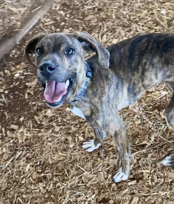 Enlarge Jazz, a Adoptable mixed breed in Huntsville, AL image 4/5