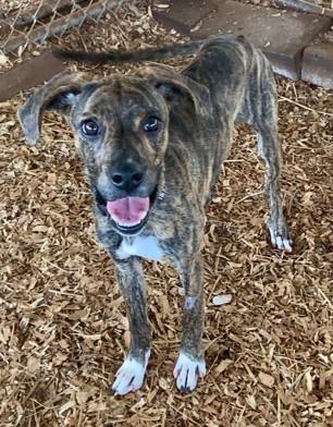 Enlarge Jazz, a Adoptable mixed breed in Huntsville, AL image 1/5