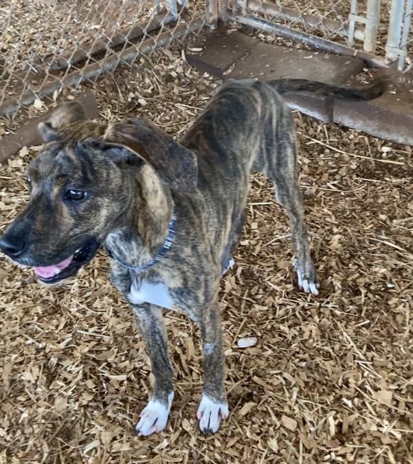 Enlarge Jazz, a Adoptable mixed breed in Huntsville, AL image 5/5