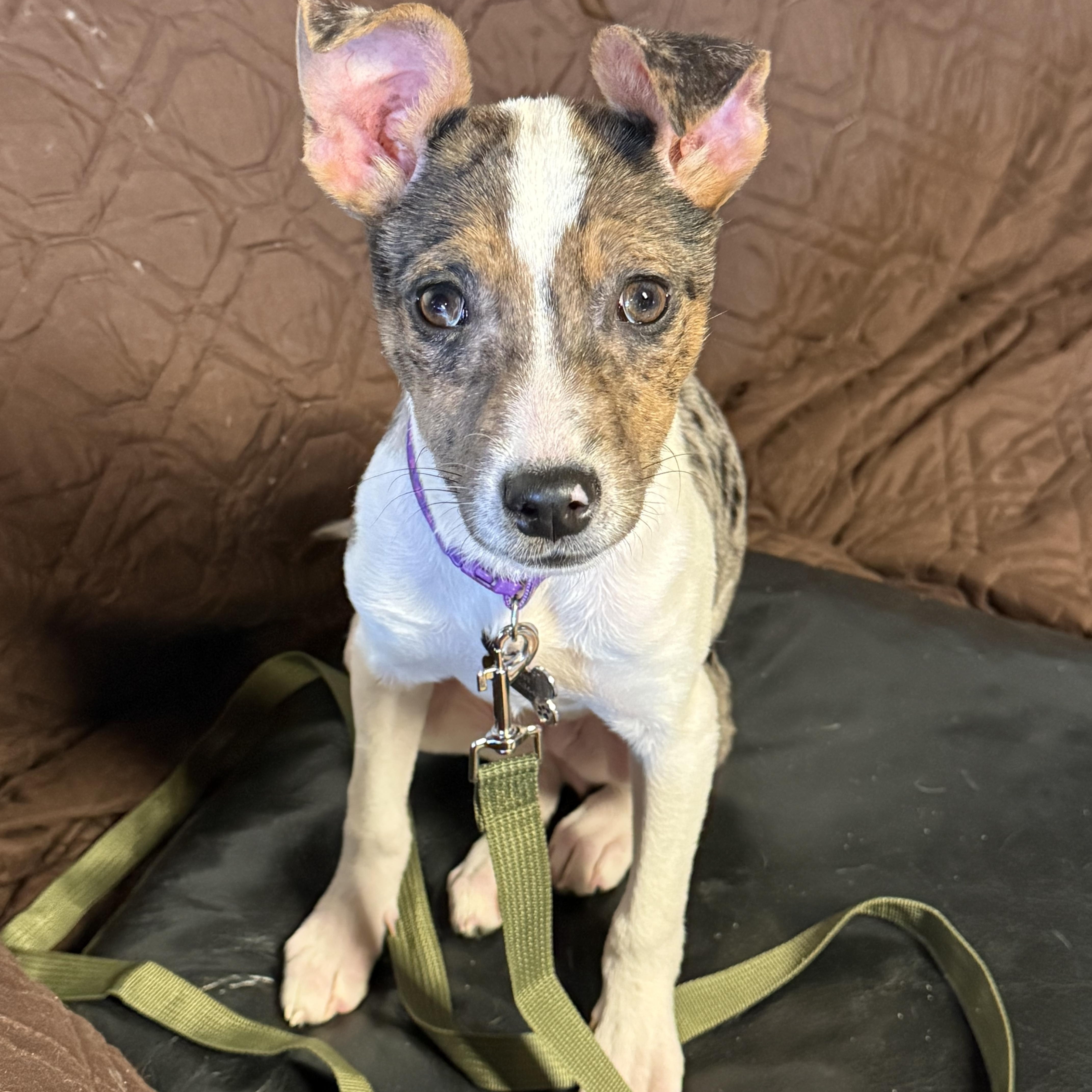 Dove, a ADOPTABLE mixed breed in Tomkins Cove, NY image 1/5