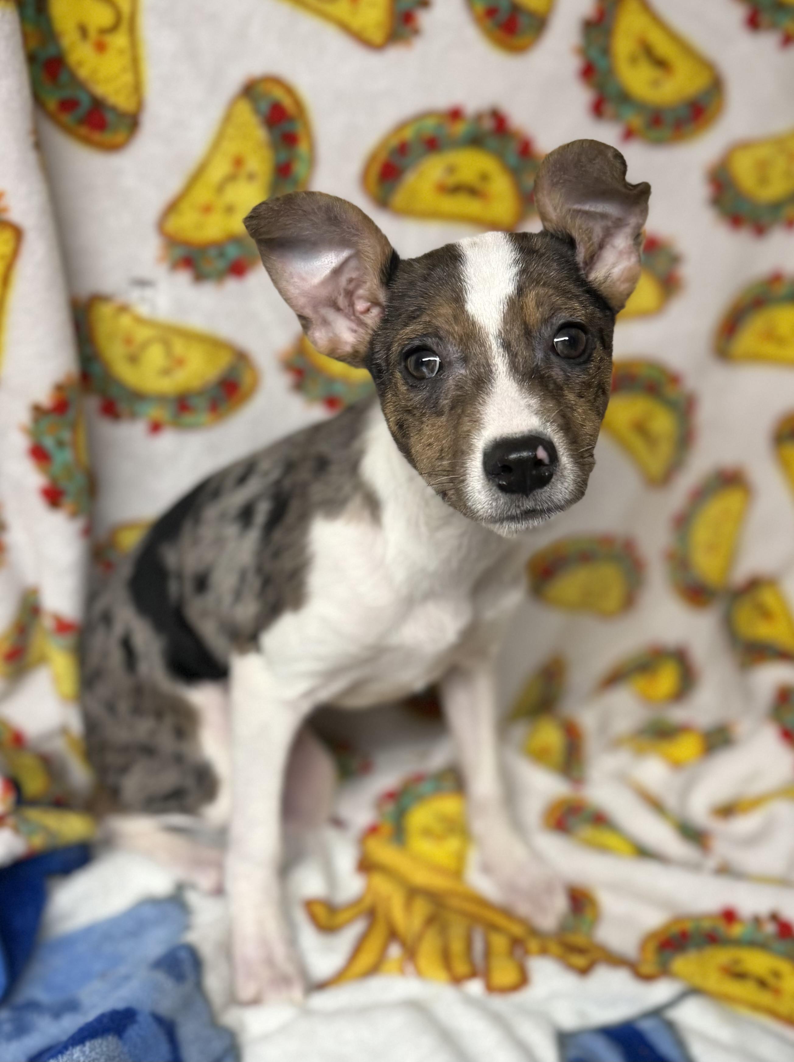 Dove, a ADOPTABLE mixed breed in Tomkins Cove, NY image 3/5