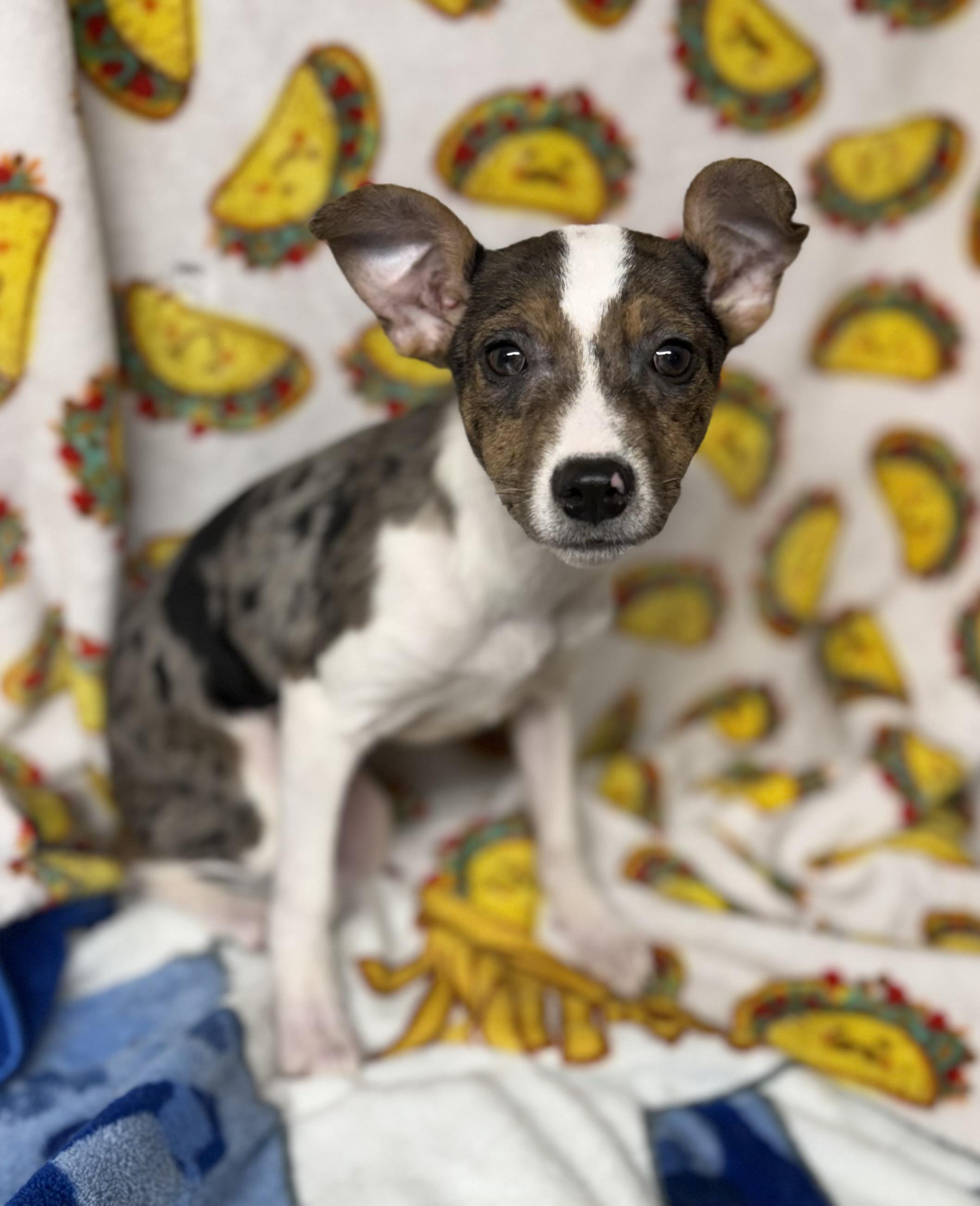 Dove, a ADOPTABLE mixed breed in Tomkins Cove, NY image 2/5