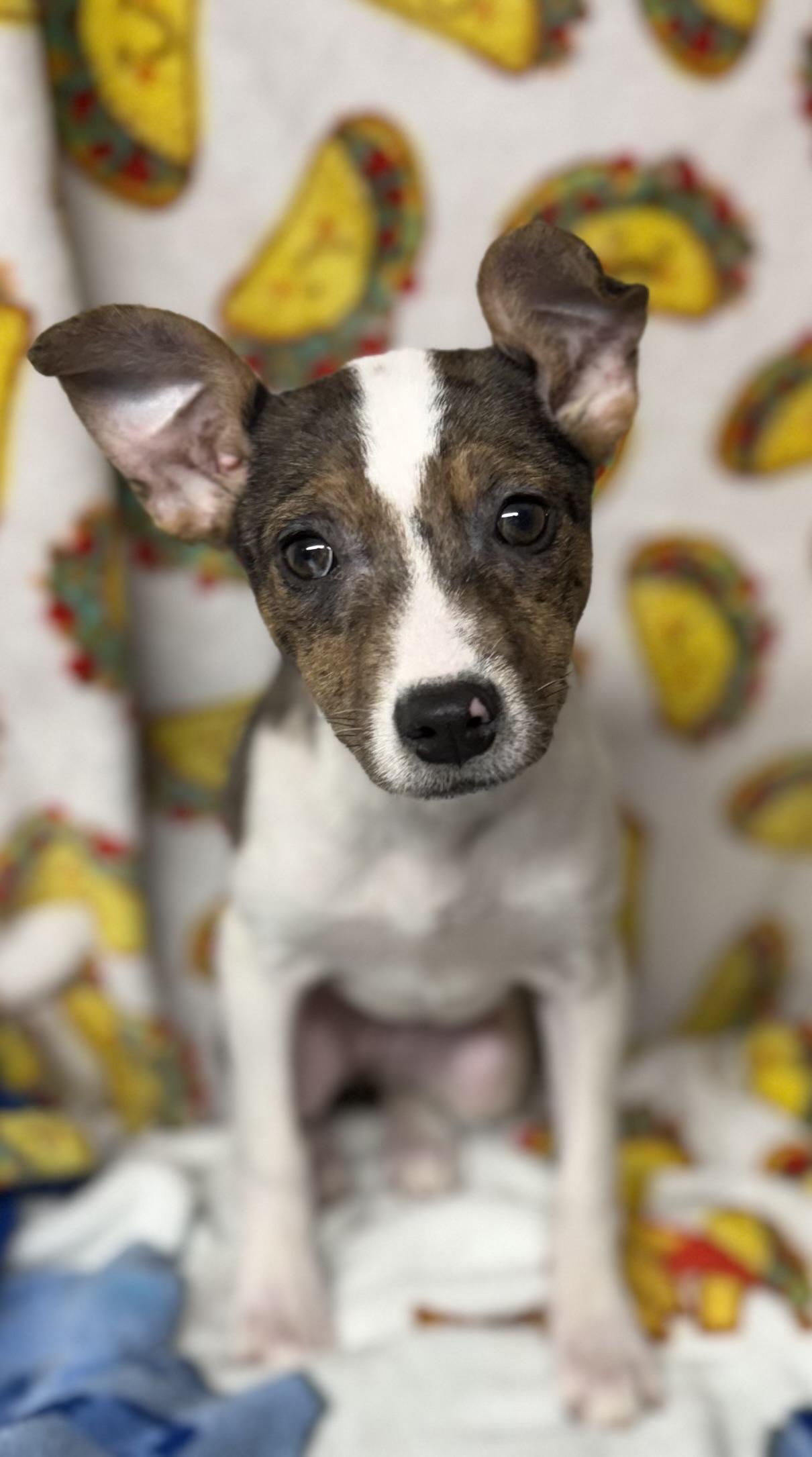 Dove, a ADOPTABLE mixed breed in Tomkins Cove, NY image 4/5