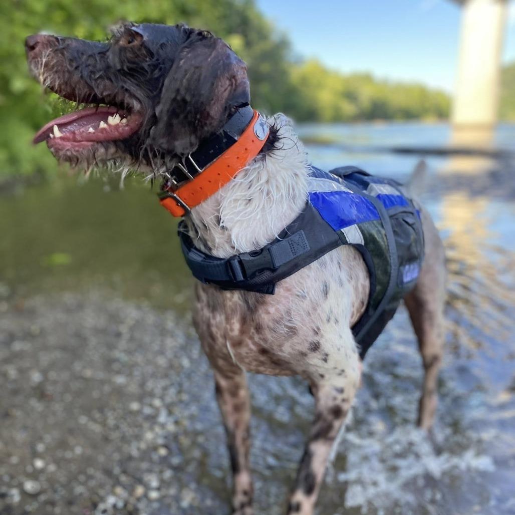 Copper (Nottingham, Maryland), a Adoptable German Wirehaired Pointer in Santa Rosa, CA image 1/3