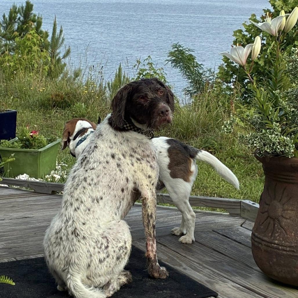 Copper (Nottingham, Maryland), a Adoptable German Wirehaired Pointer in Santa Rosa, CA image 2/3