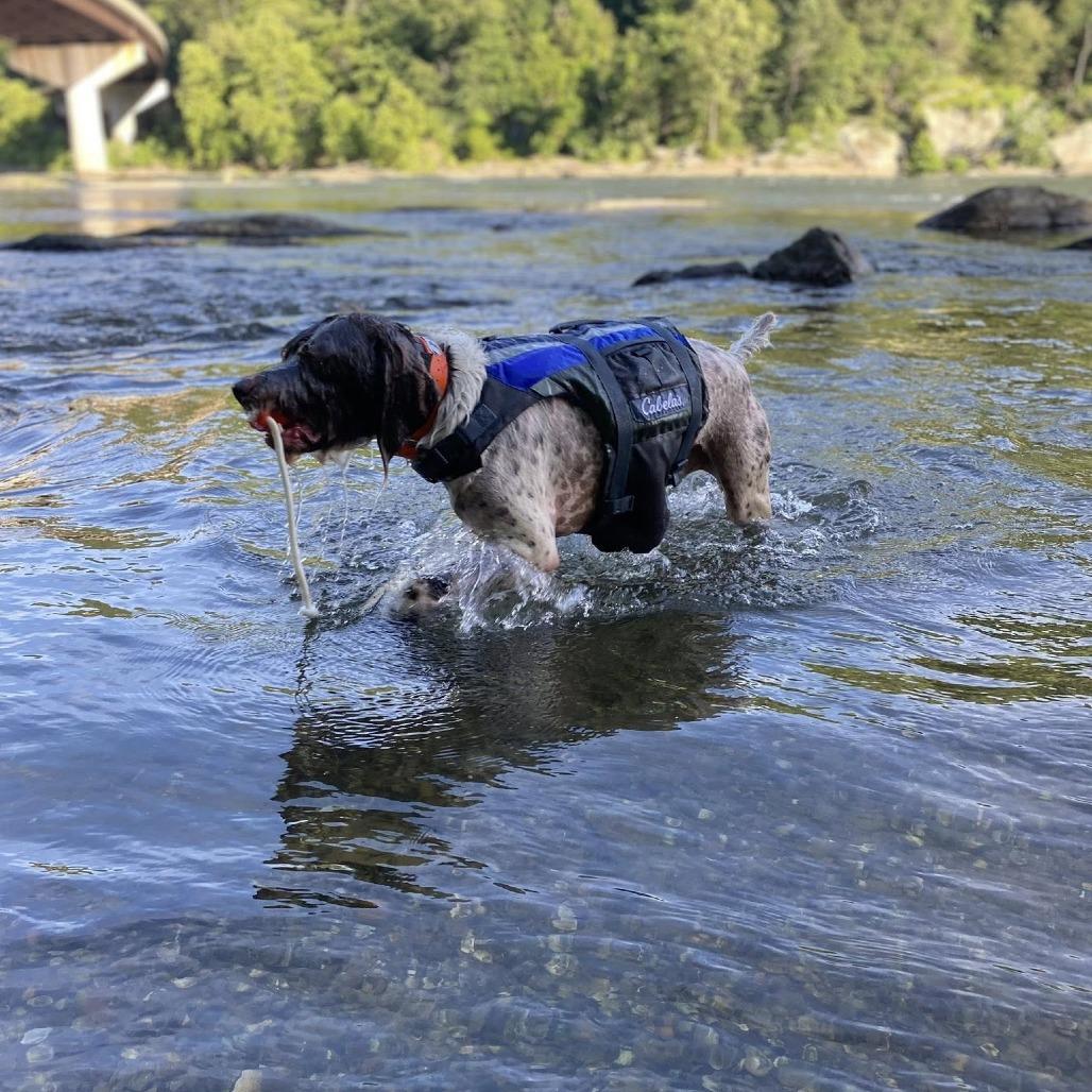 Copper (Nottingham, Maryland), a Adoptable German Wirehaired Pointer in Santa Rosa, CA image 3/3