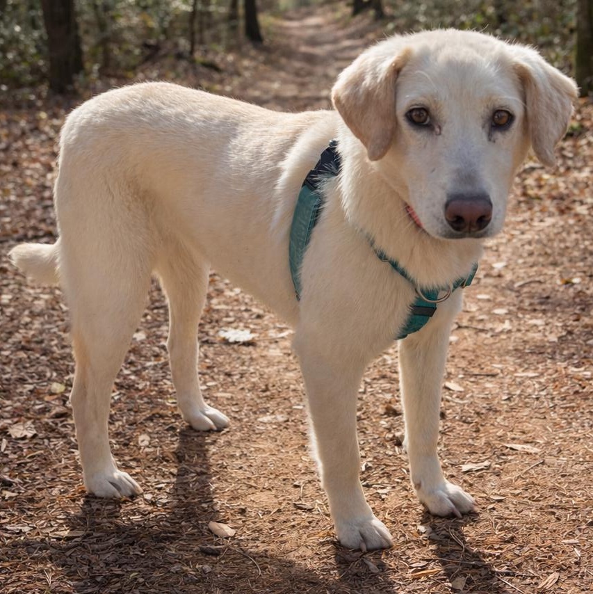 Enlarge Feller and Dixie , a ADOPTABLE mixed breed in Cedar Mountain, NC image 6/6