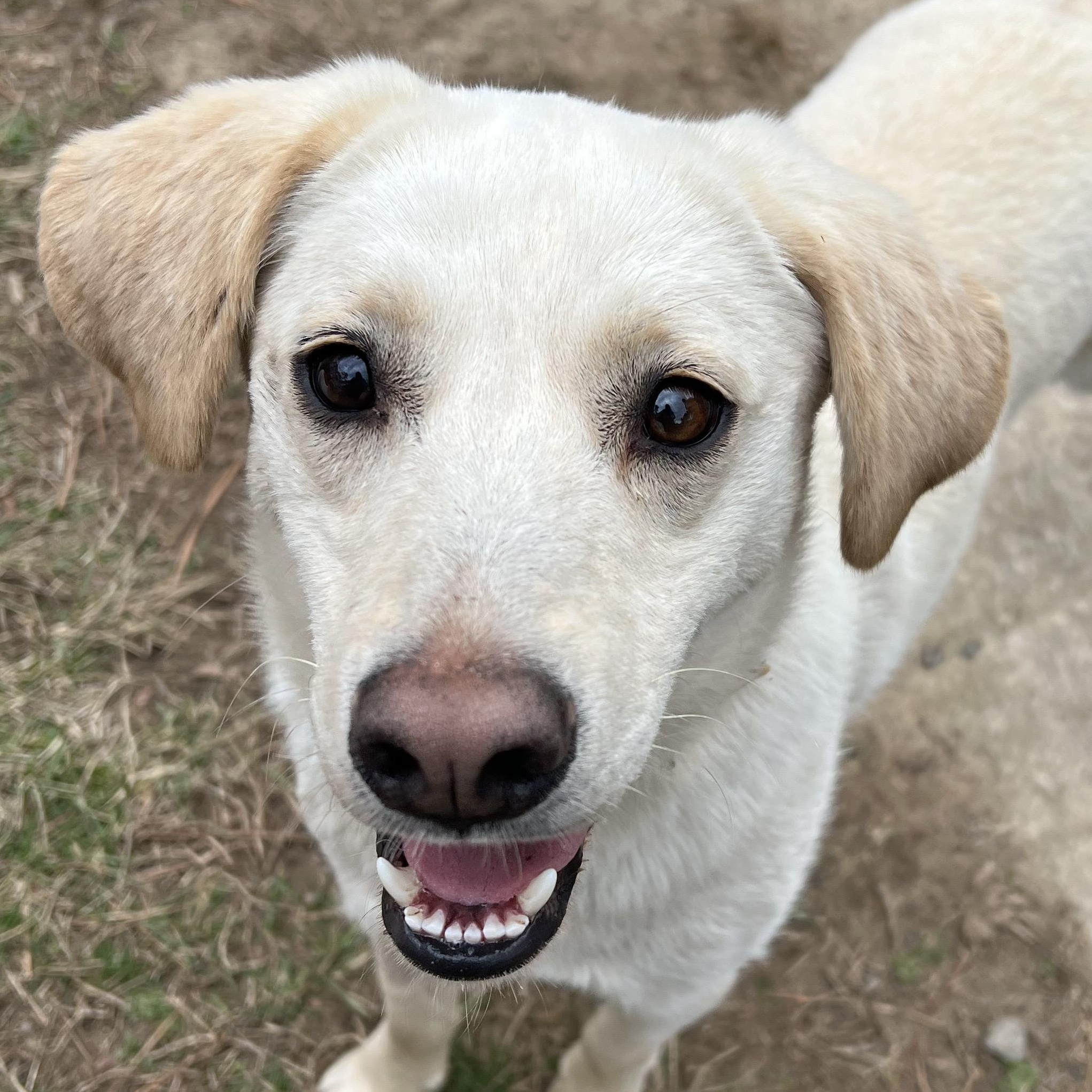 Enlarge Feller and Dixie , a ADOPTABLE mixed breed in Cedar Mountain, NC image 5/6