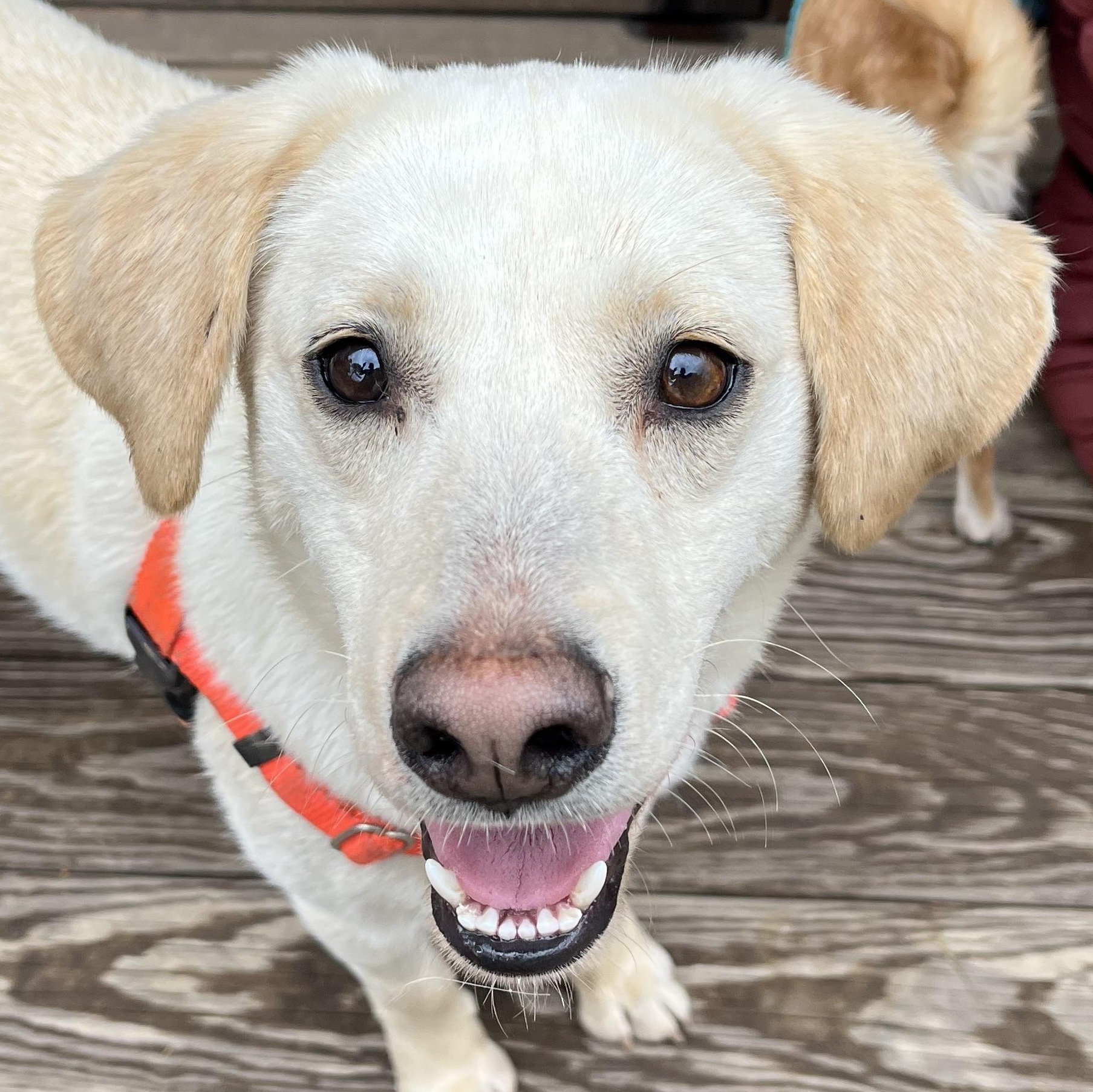 Feller and Dixie , ADOPTABLE, Adult Male Labrador Retriever.