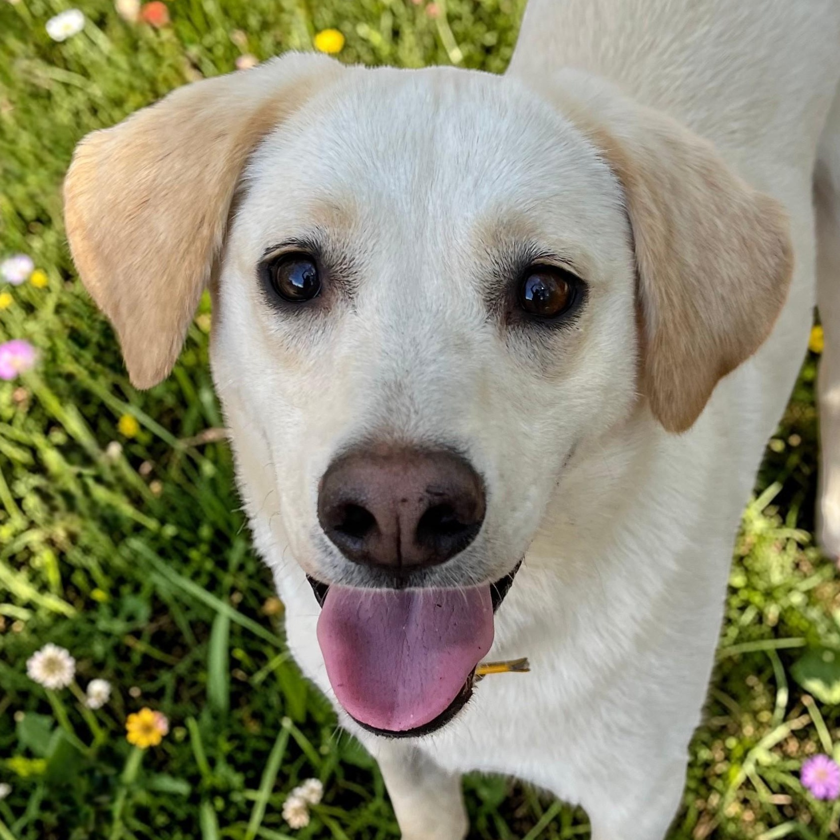 Enlarge Feller and Dixie , a ADOPTABLE mixed breed in Cedar Mountain, NC image 3/6