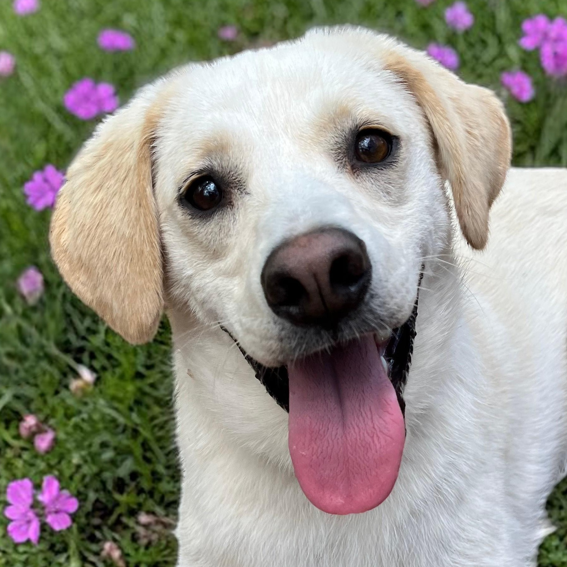 Enlarge Feller and Dixie , a ADOPTABLE mixed breed in Cedar Mountain, NC image 1/6