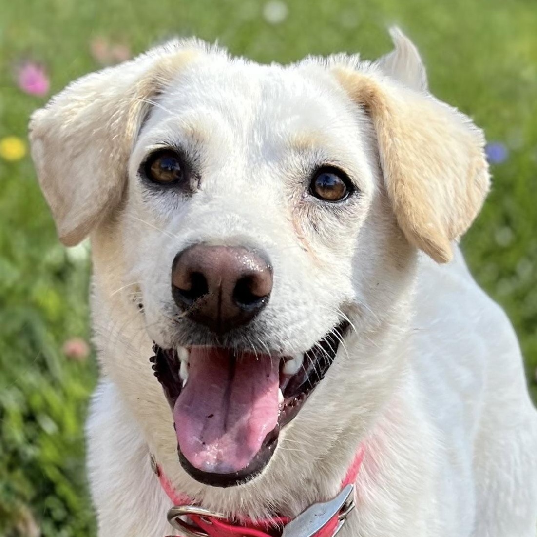 Enlarge Feller and Dixie , a ADOPTABLE mixed breed in Cedar Mountain, NC image 4/6