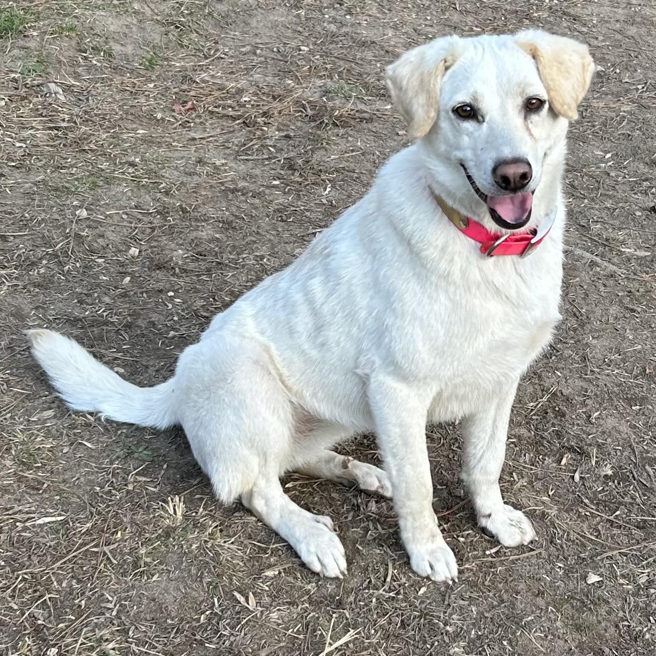 Enlarge Feller and Dixie , a ADOPTABLE mixed breed in Cedar Mountain, NC image 5/6