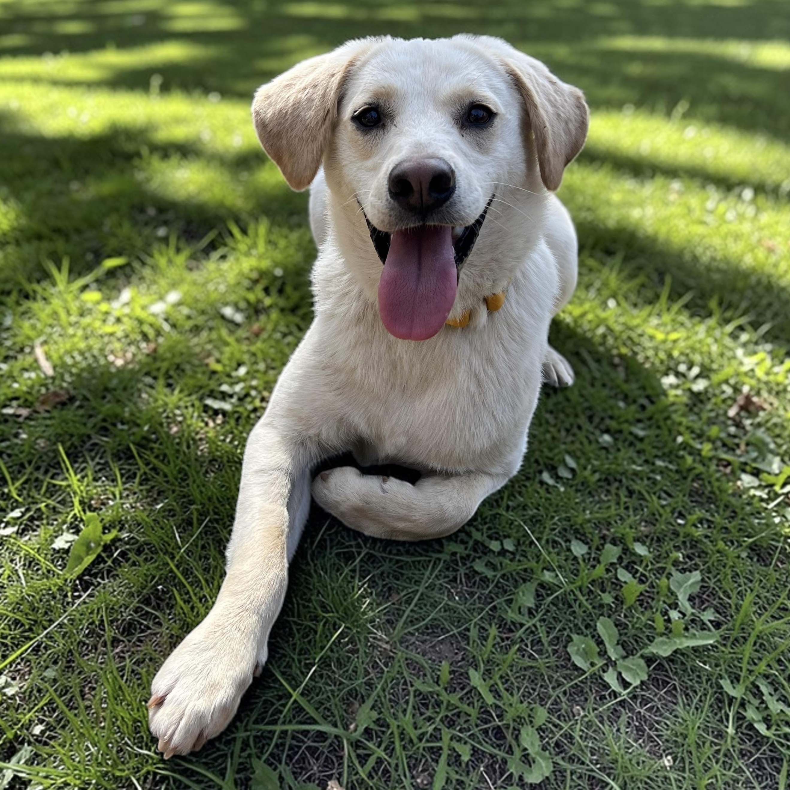 Enlarge Feller and Dixie , a ADOPTABLE mixed breed in Cedar Mountain, NC image 2/6