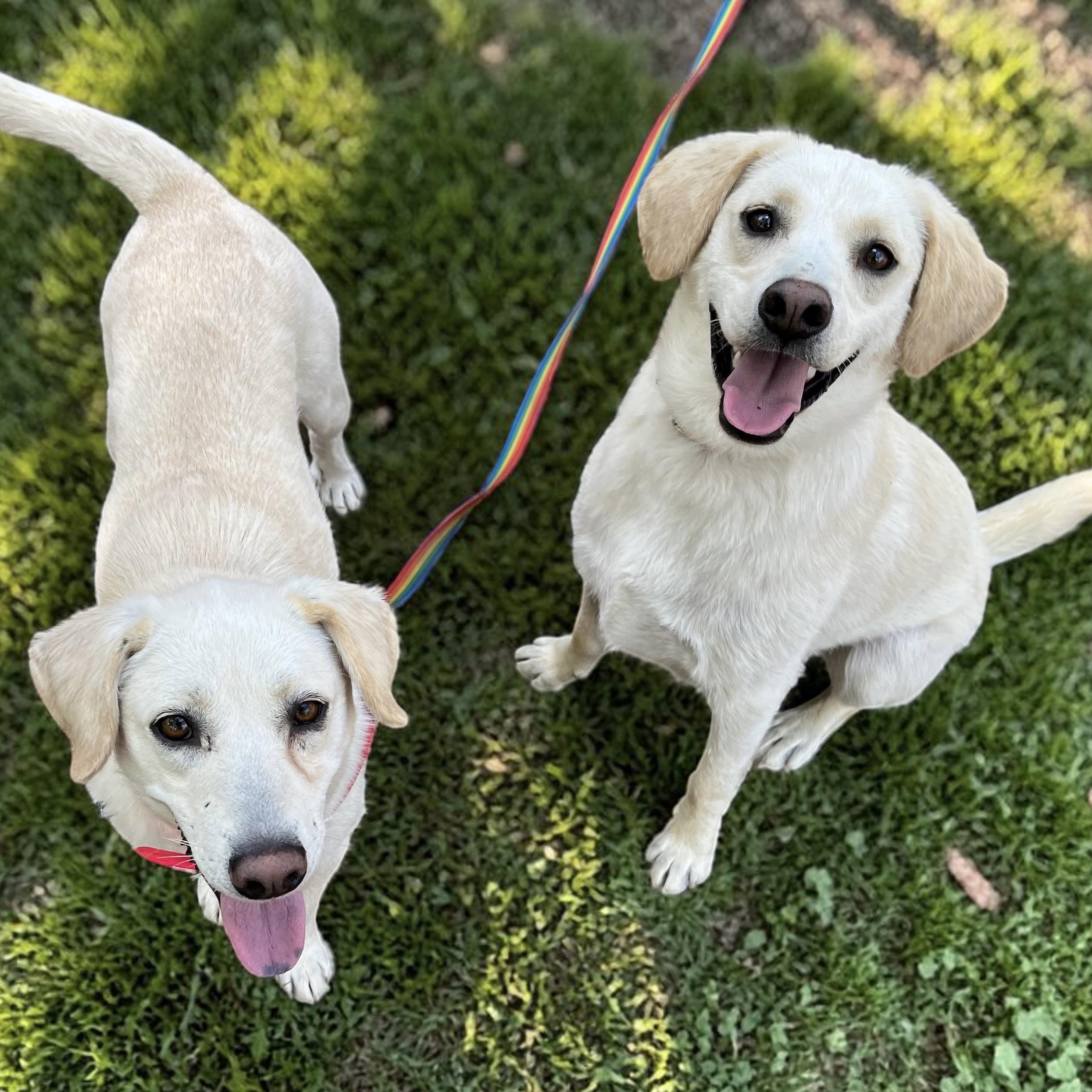 Enlarge Feller and Dixie , a ADOPTABLE mixed breed in Cedar Mountain, NC image 3/6