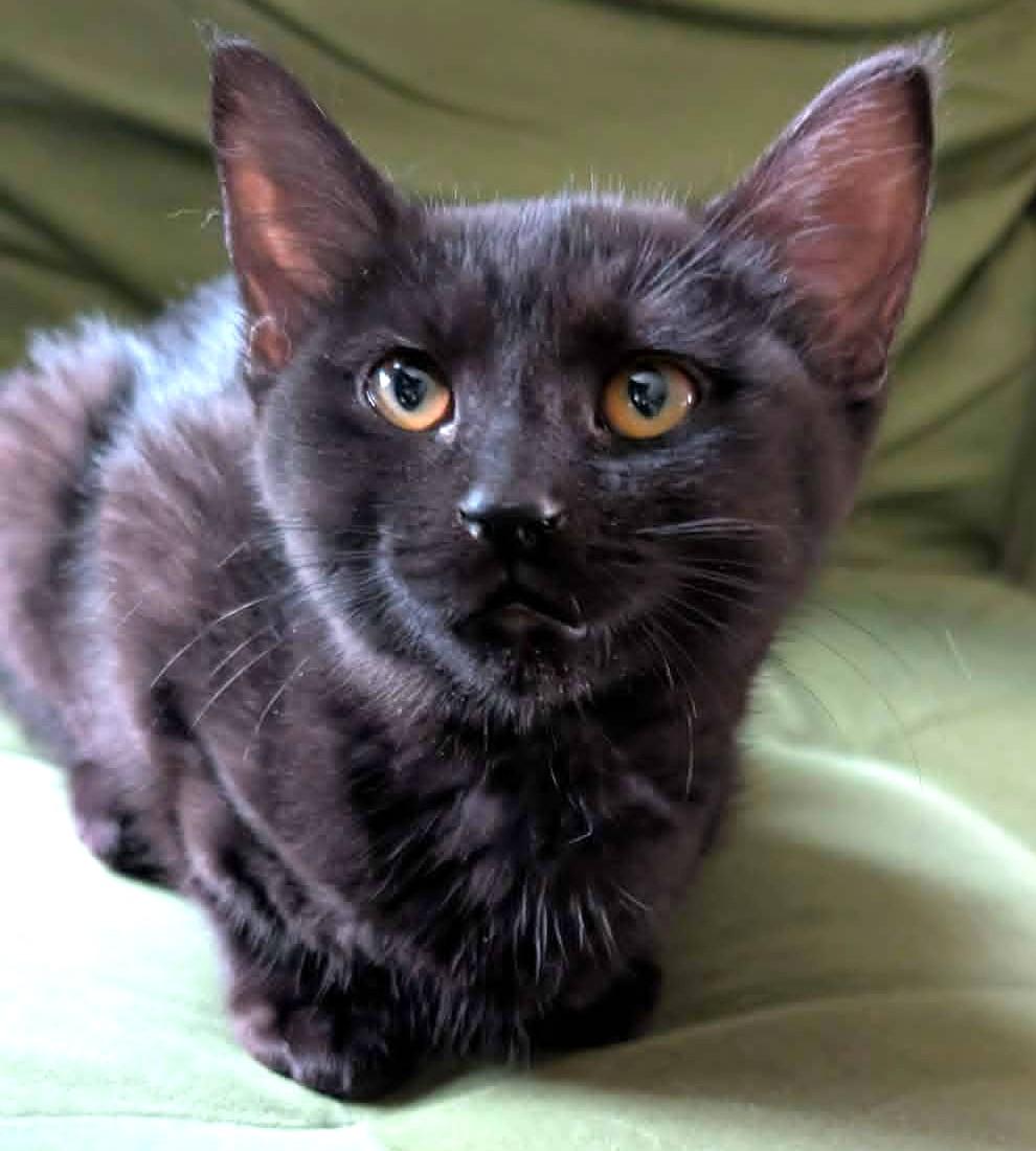 Enlarge Adriana, a Adopted Domestic Short Hair in Chertsey, QC image 6/6