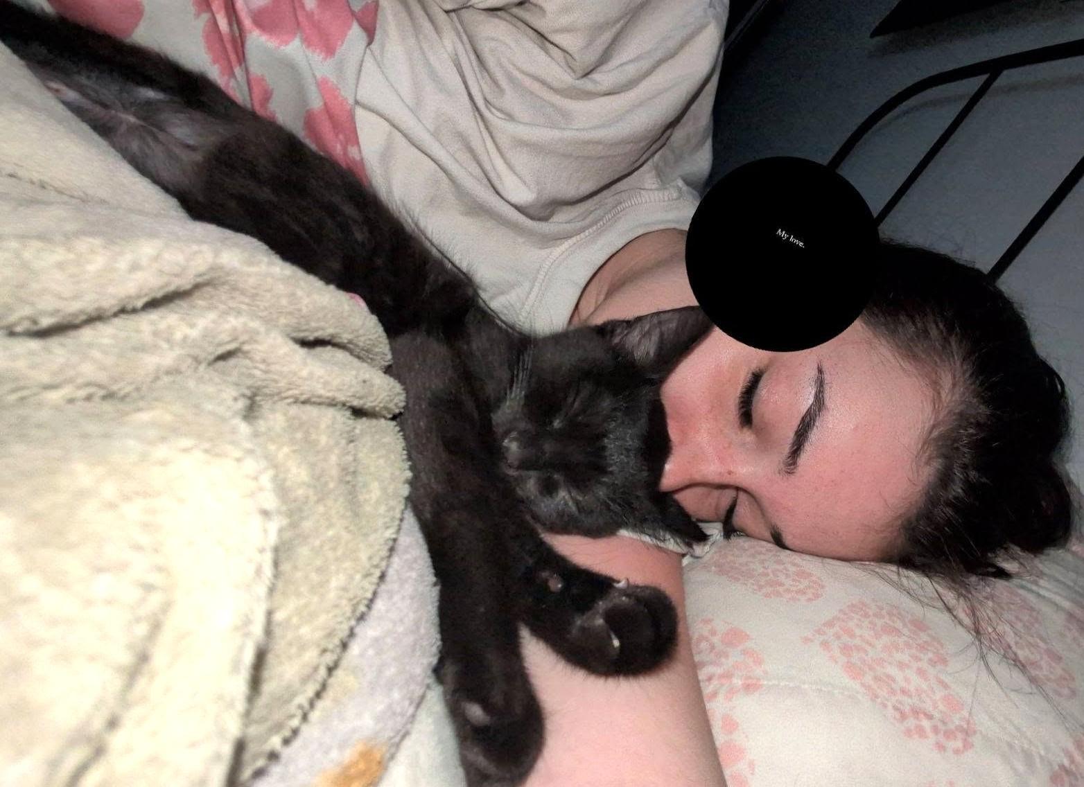 Enlarge Adriana, a Adopted Domestic Short Hair in Chertsey, QC image 3/6