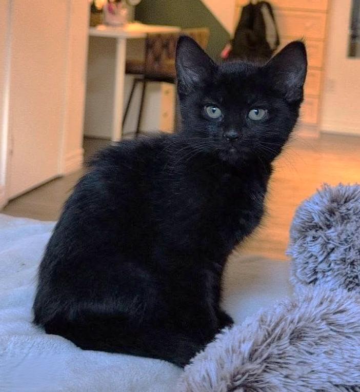 Adriana, Adopted, Kitten Female Domestic Short Hair.