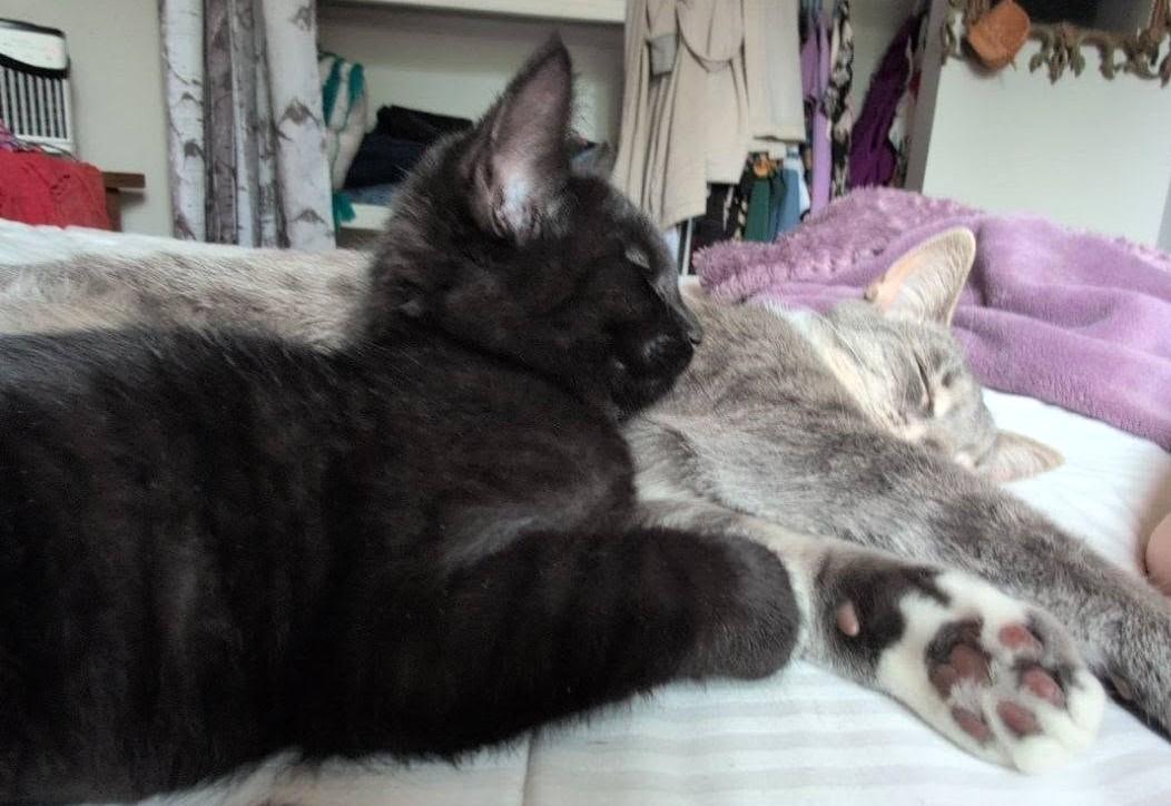 Enlarge Adriana, a Adopted Domestic Short Hair in Chertsey, QC image 2/6