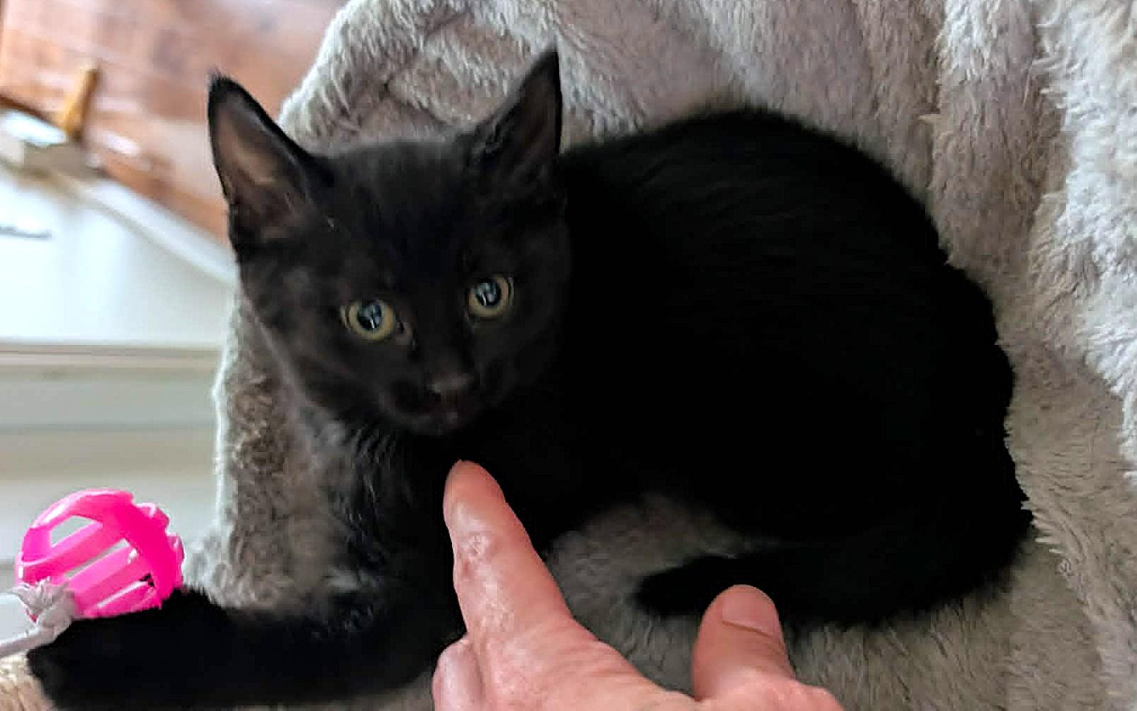 Enlarge Adriana, a Adopted Domestic Short Hair in Chertsey, QC image 5/6