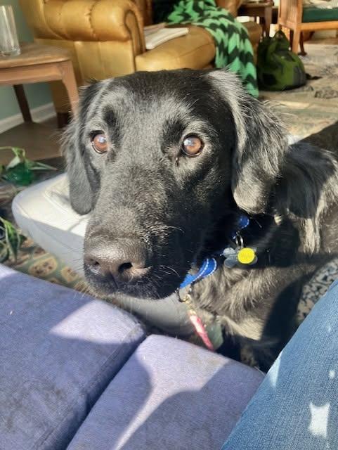 Enlarge Jasper, a Adoptable mixed breed in Albany, NY image 2/6