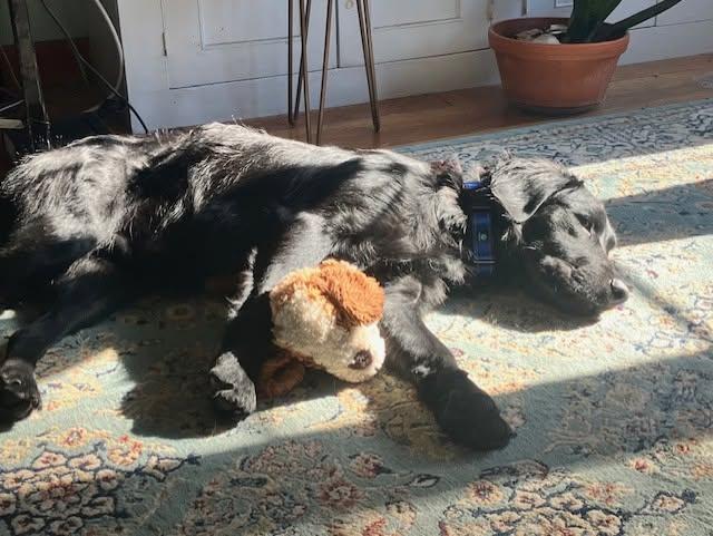 Enlarge Jasper, a Adoptable mixed breed in Albany, NY image 3/6