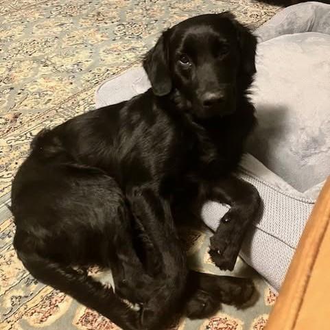 Jasper, Adoptable, Puppy Male Flat-Coated Retriever.