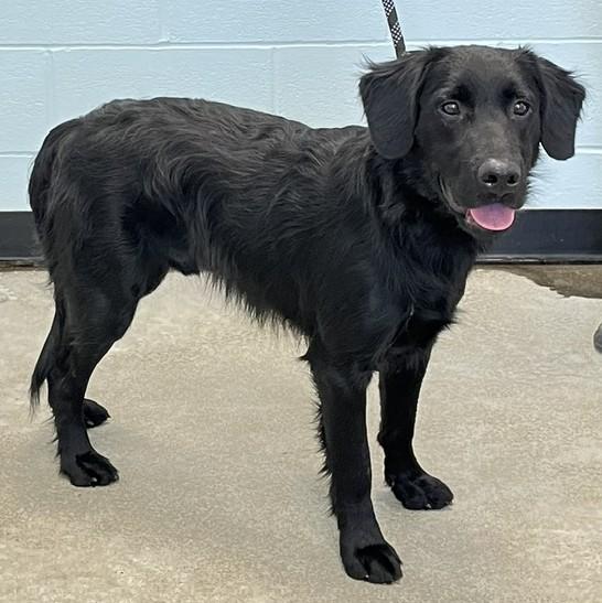 Enlarge Jasper, a Adoptable mixed breed in Albany, NY image 6/6
