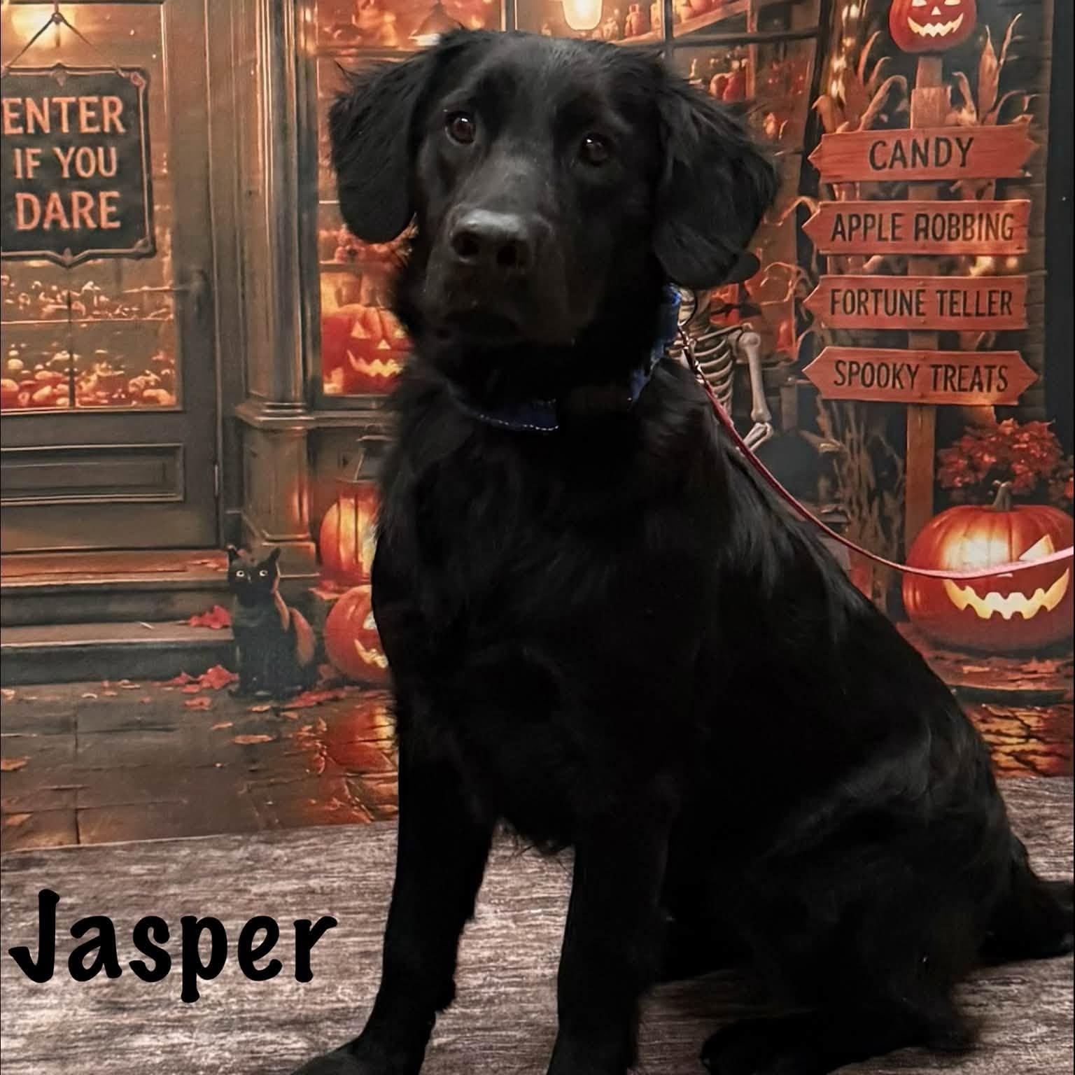 Enlarge Jasper, a Adoptable mixed breed in Albany, NY image 5/6