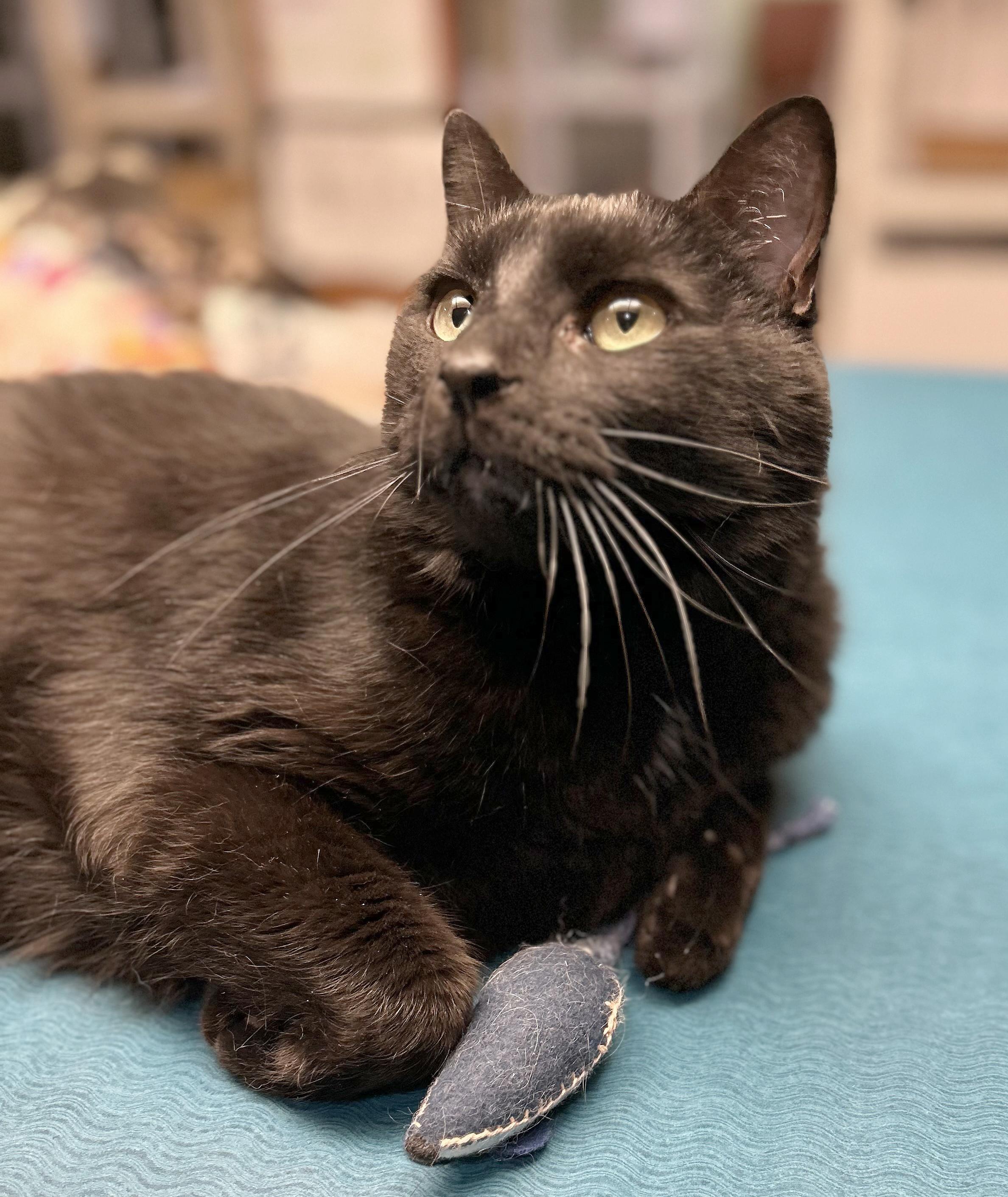 Enlarge Lokie, a Adoptable Domestic Short Hair in Parkville, MO image 3/6