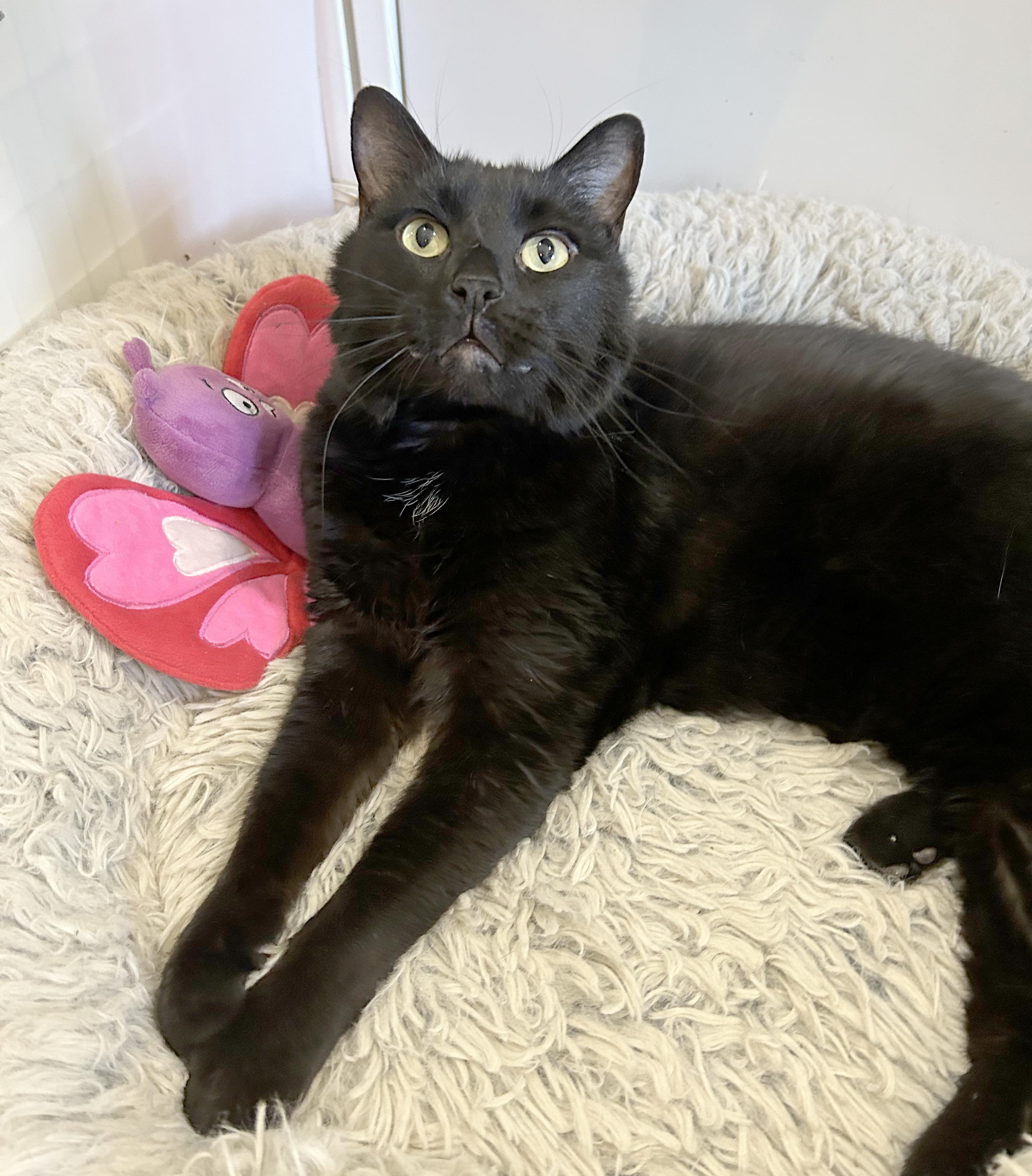 Enlarge Lokie, a Adoptable Domestic Short Hair in Parkville, MO image 1/6