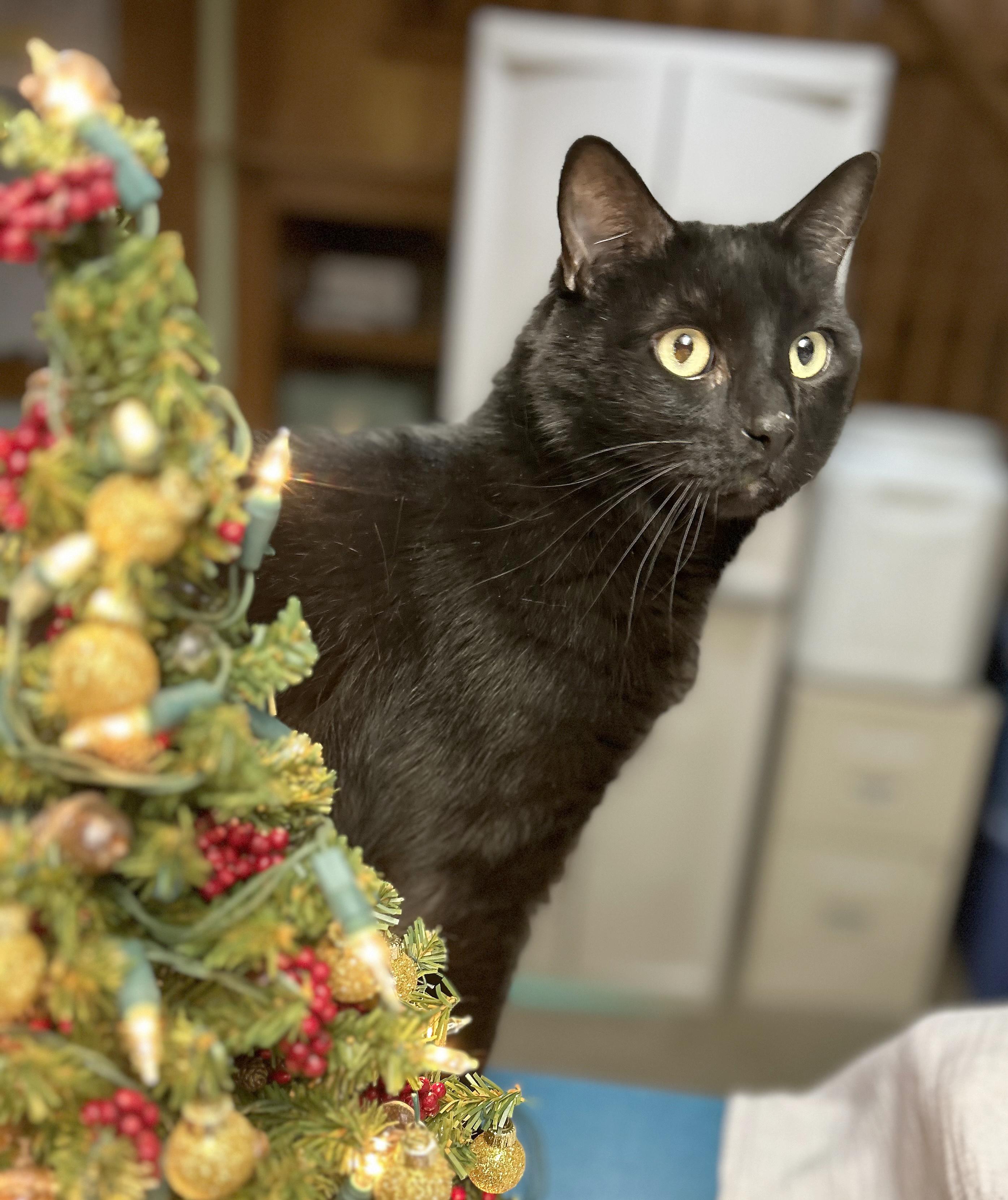 Lokie, a Adoptable Domestic Short Hair in Parkville, MO image 1/5