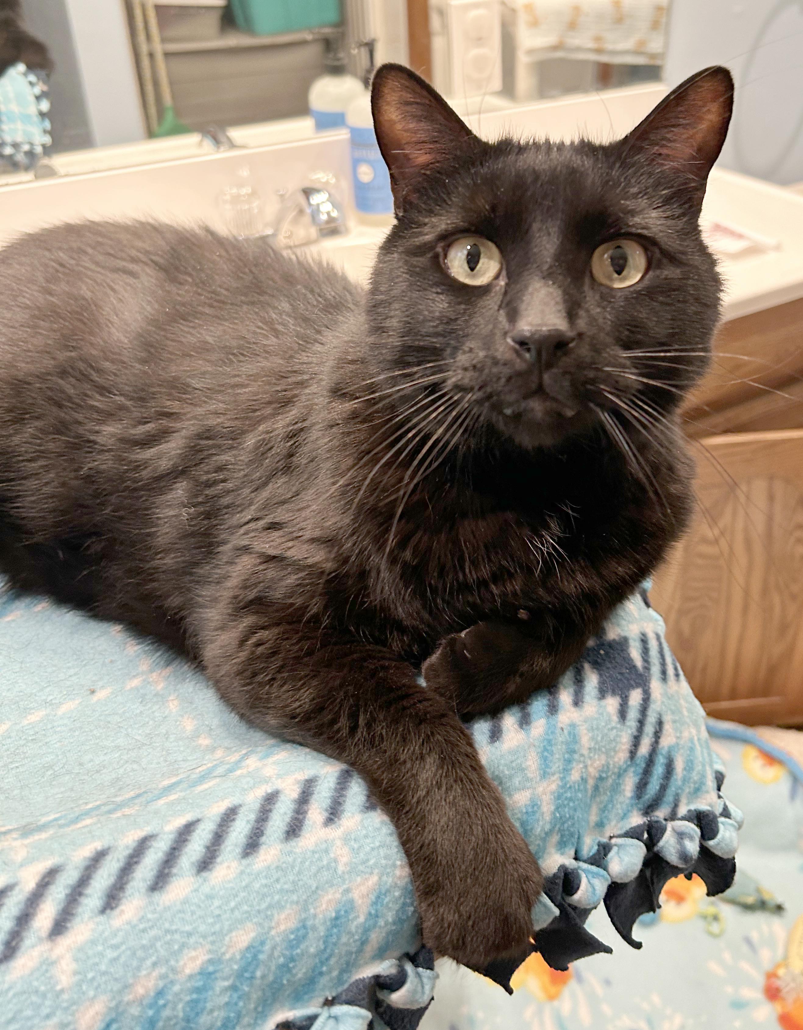 Enlarge Lokie, a Adoptable Domestic Short Hair in Parkville, MO image 4/6