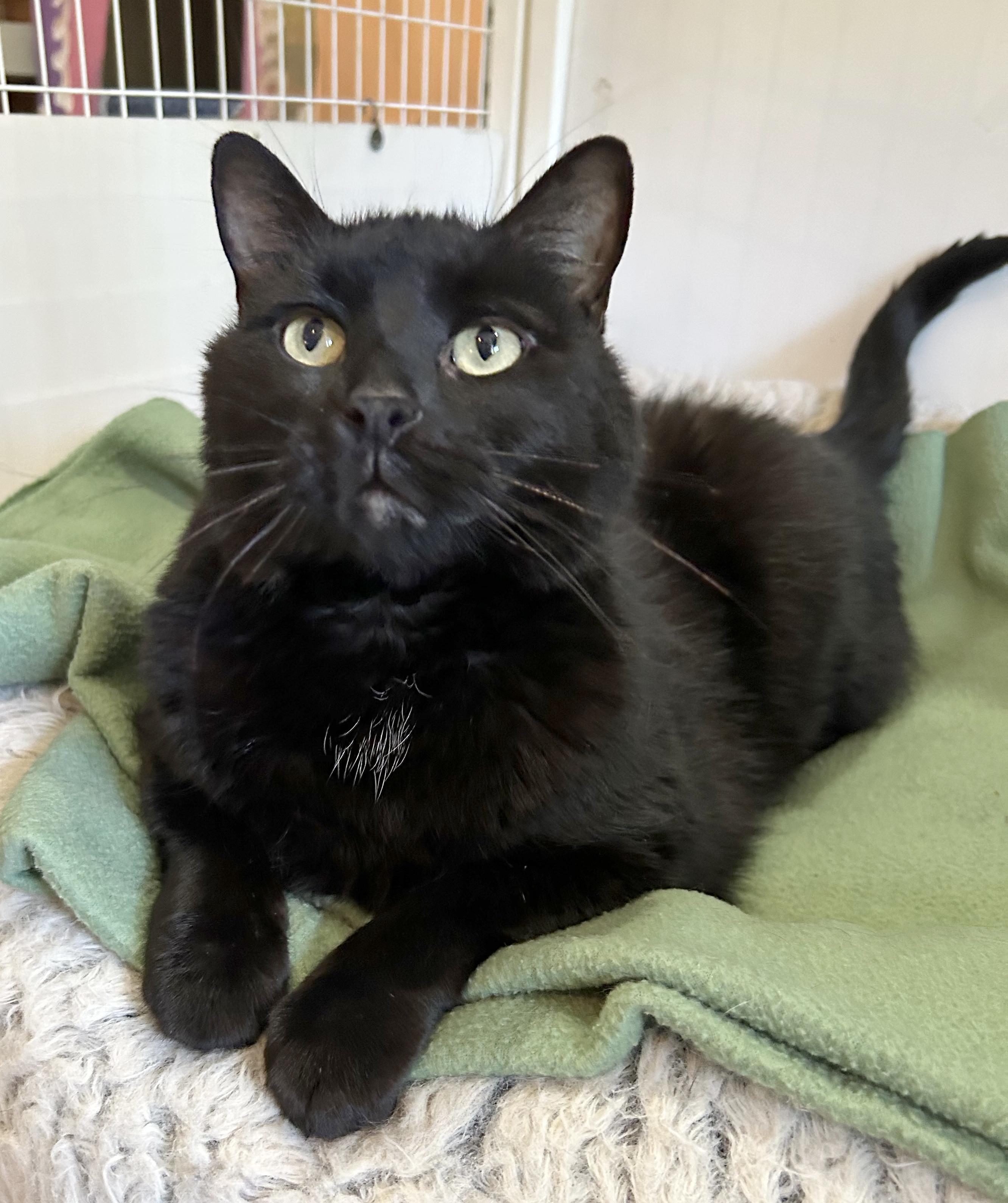 Enlarge Lokie, a Adoptable Domestic Short Hair in Parkville, MO image 3/6